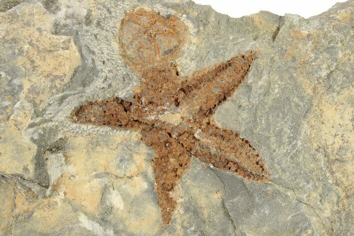 Ordovician Starfish Fossil With An Edrioasteroid - Morocco #226755